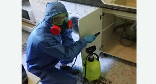 Уничтожение муравьев в квартире. Ивангород