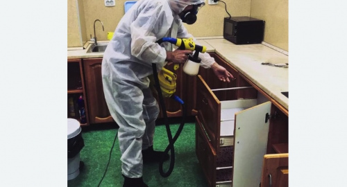 Уничтожение насекомых в квартире. Ивангород