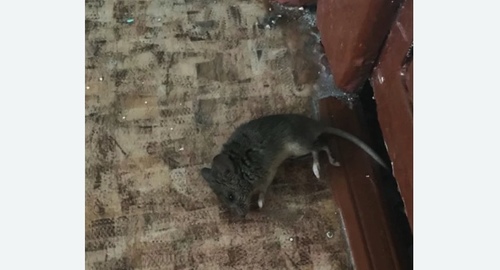 Дезинфекция от мышей в Ивангороде