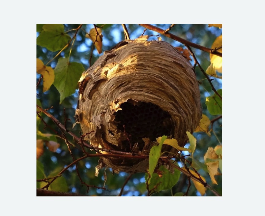 Обработка от шершней в Ивангороде