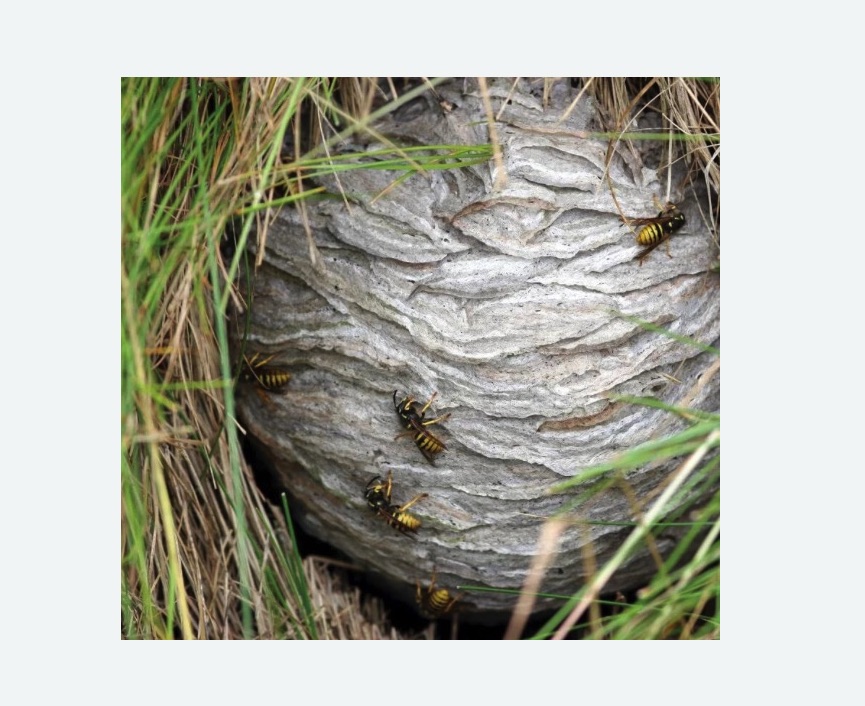 Уничтожение ос и ульев в Ивангороде